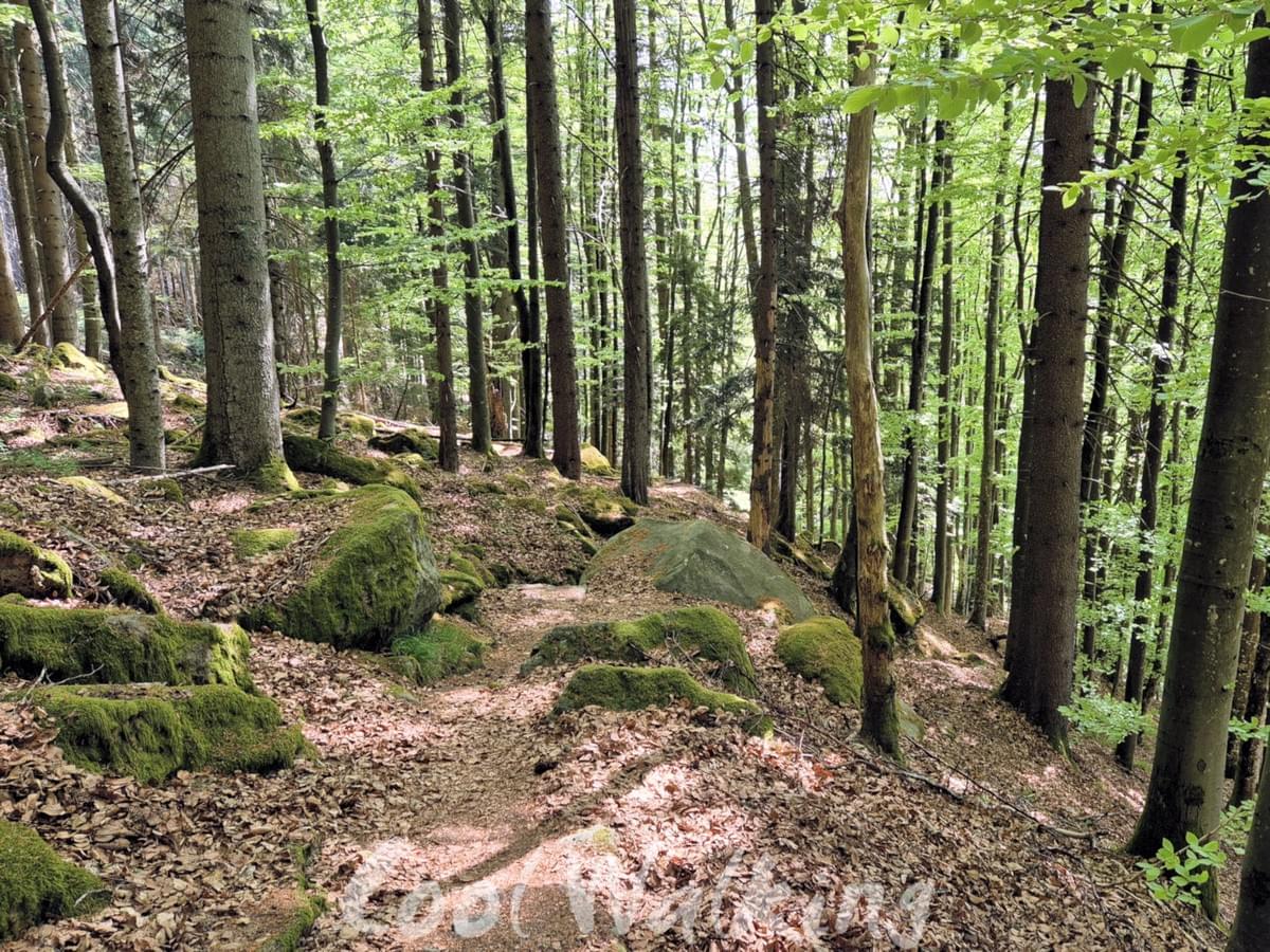 Section image