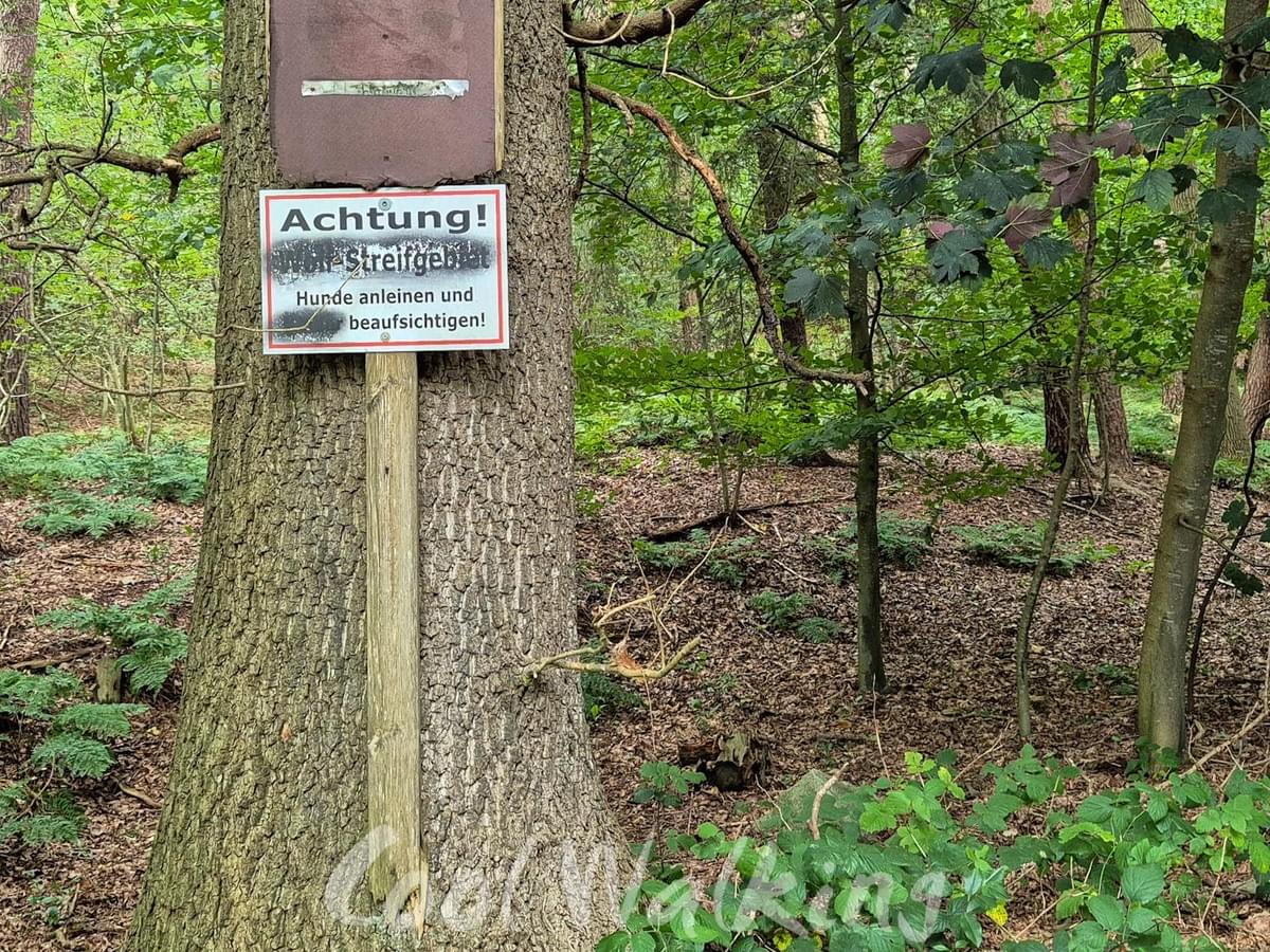 Section image