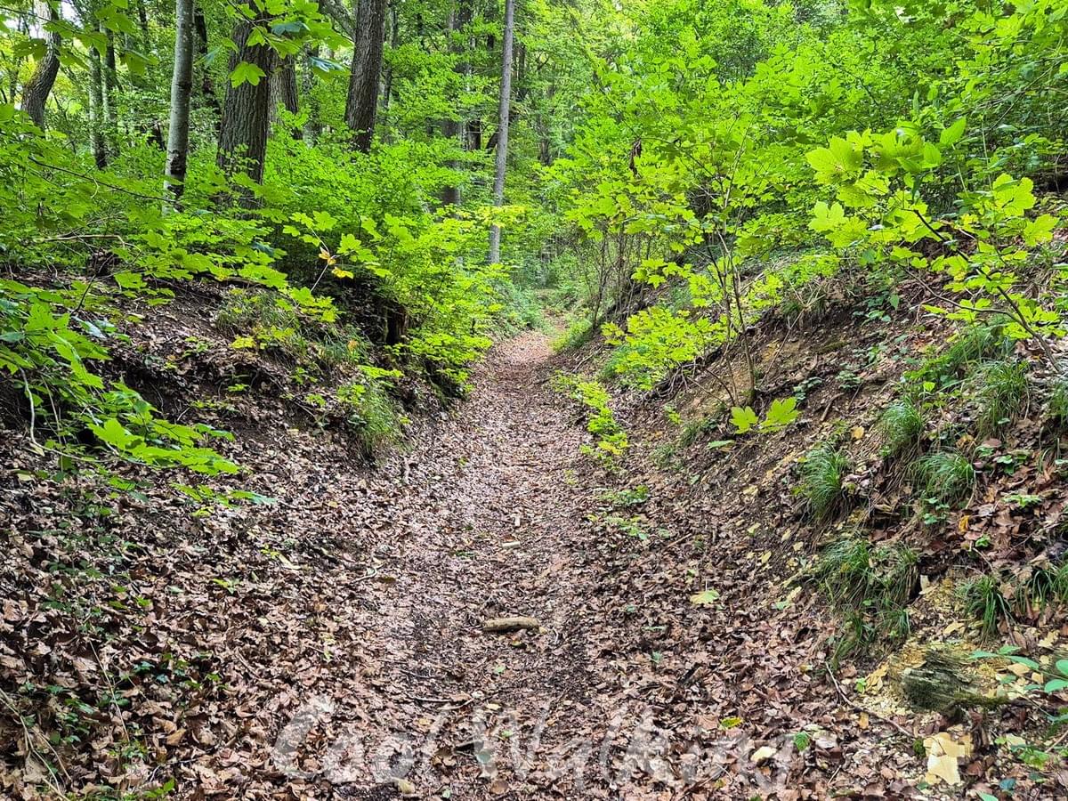 Section image