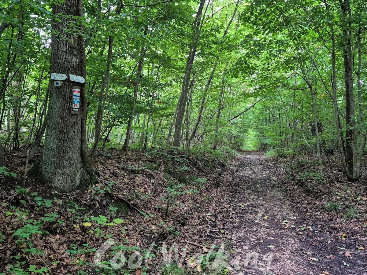 Section image