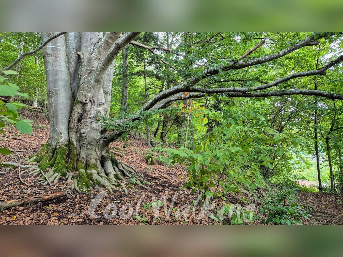 Section image