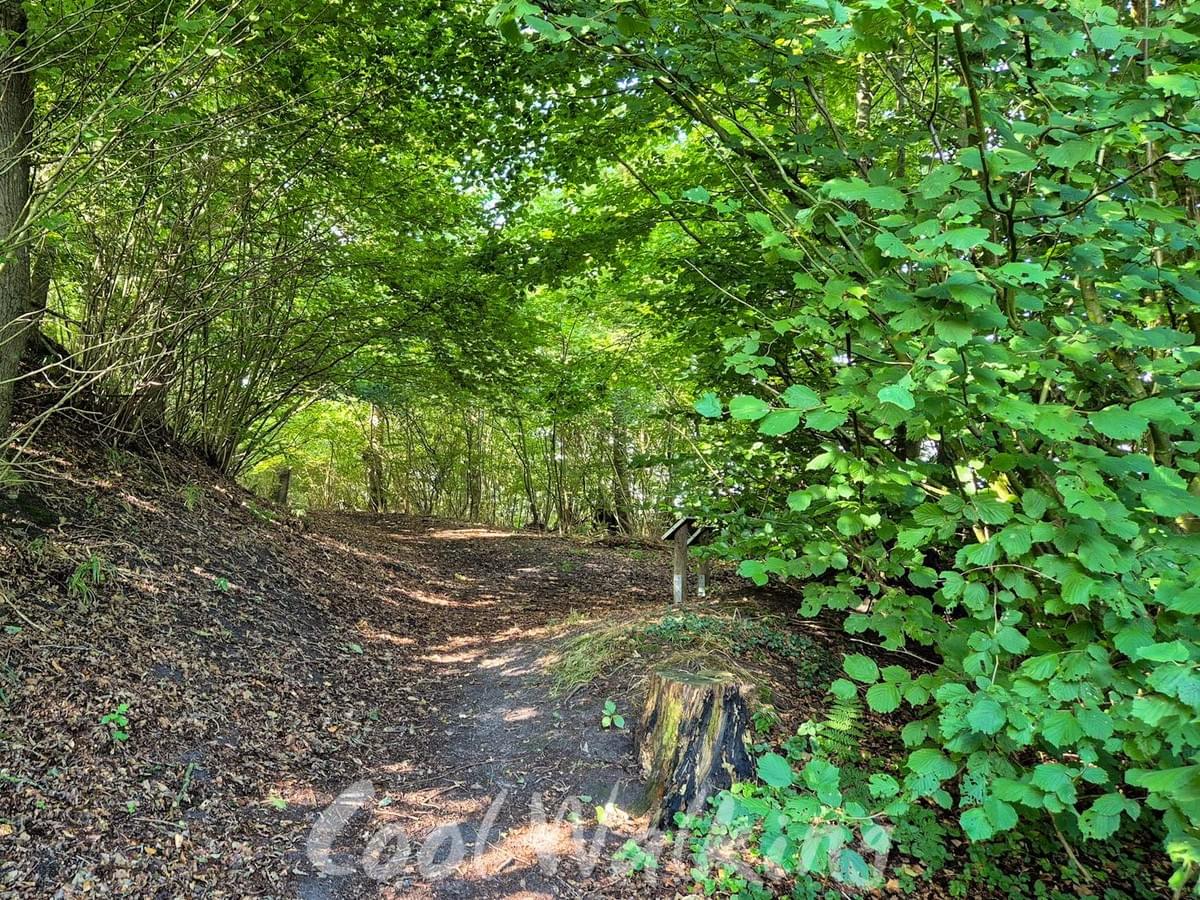 Section image