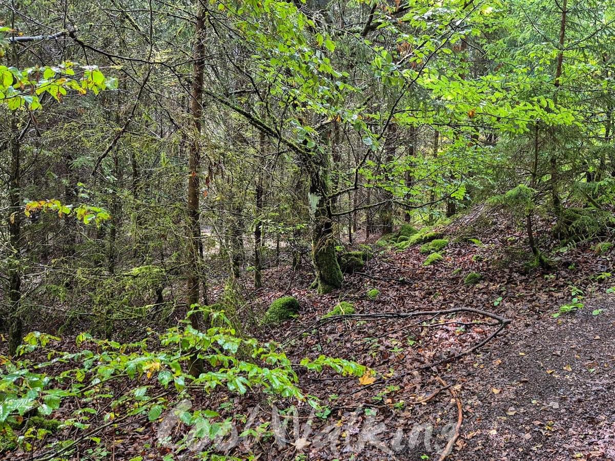 Section image