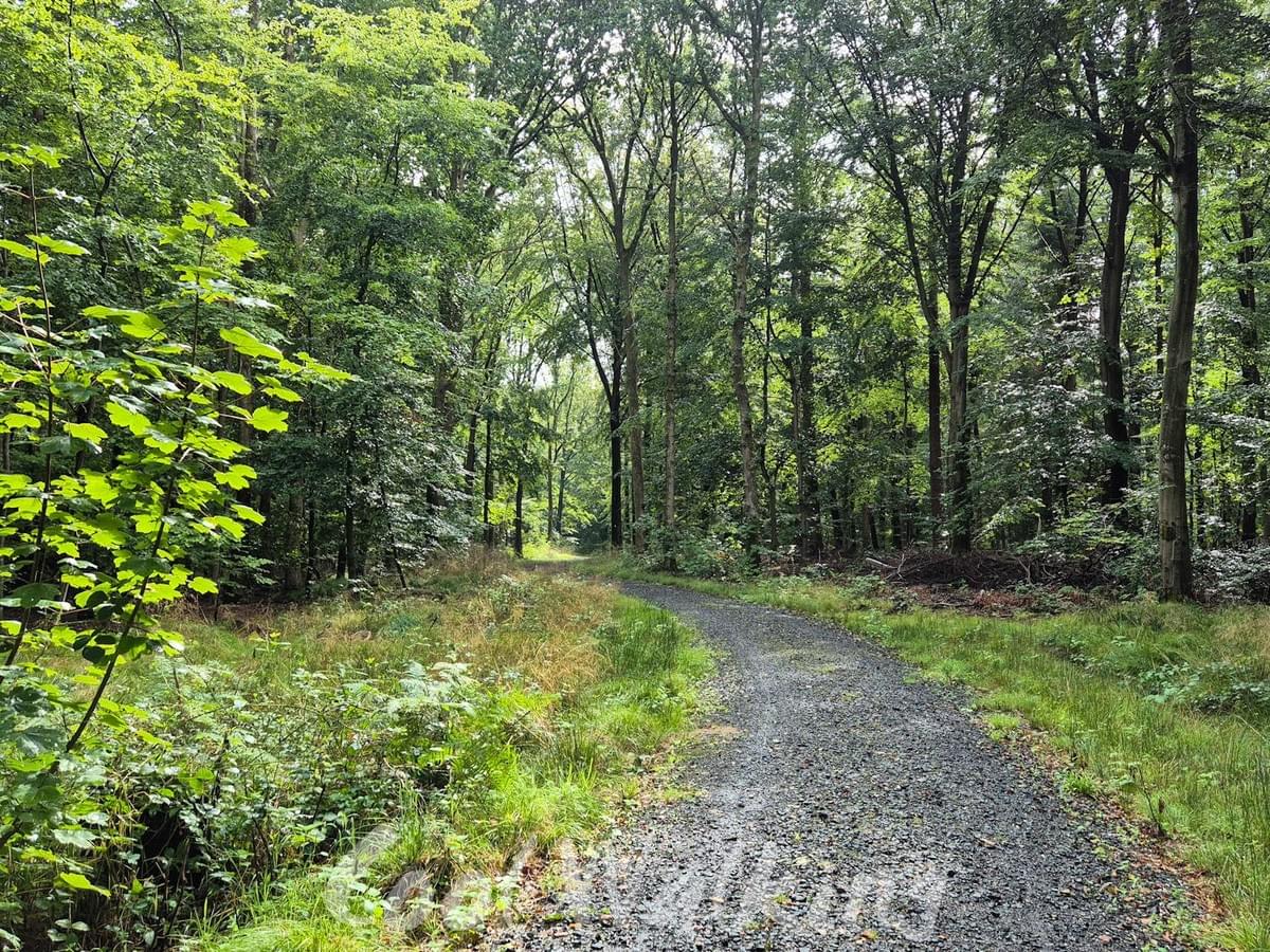 Section image