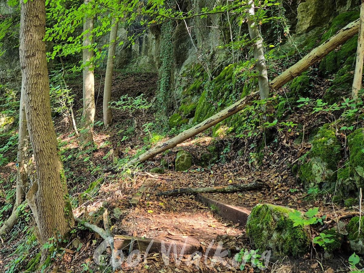 Section image