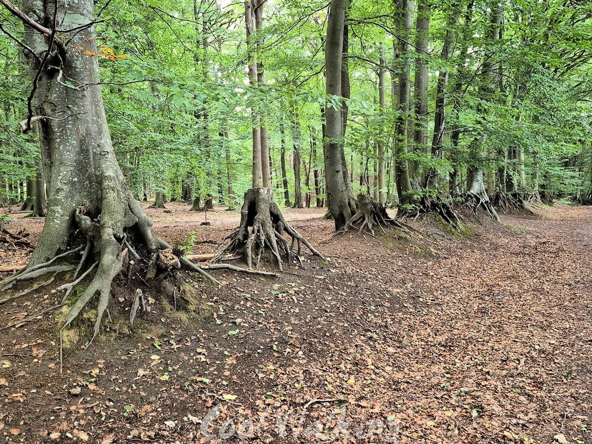 Section image