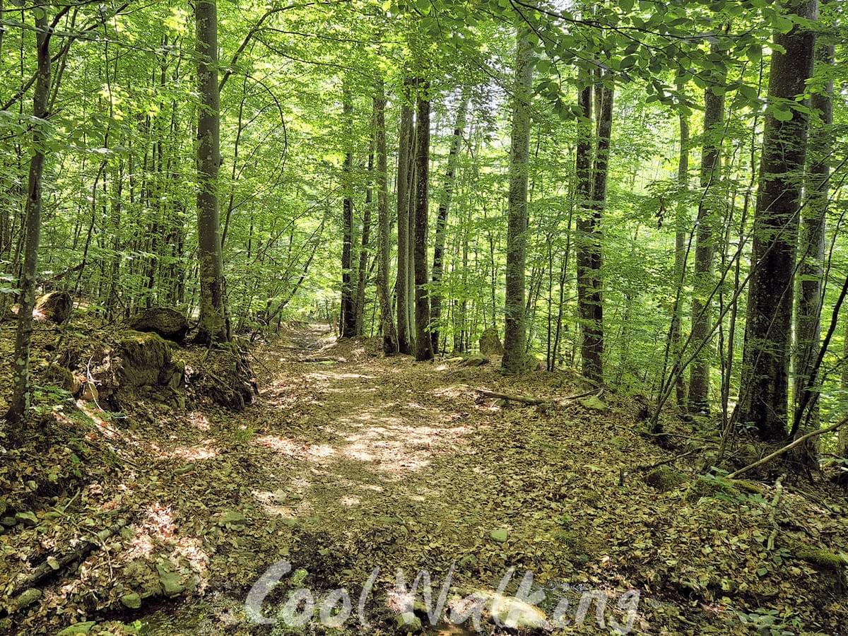 Section image