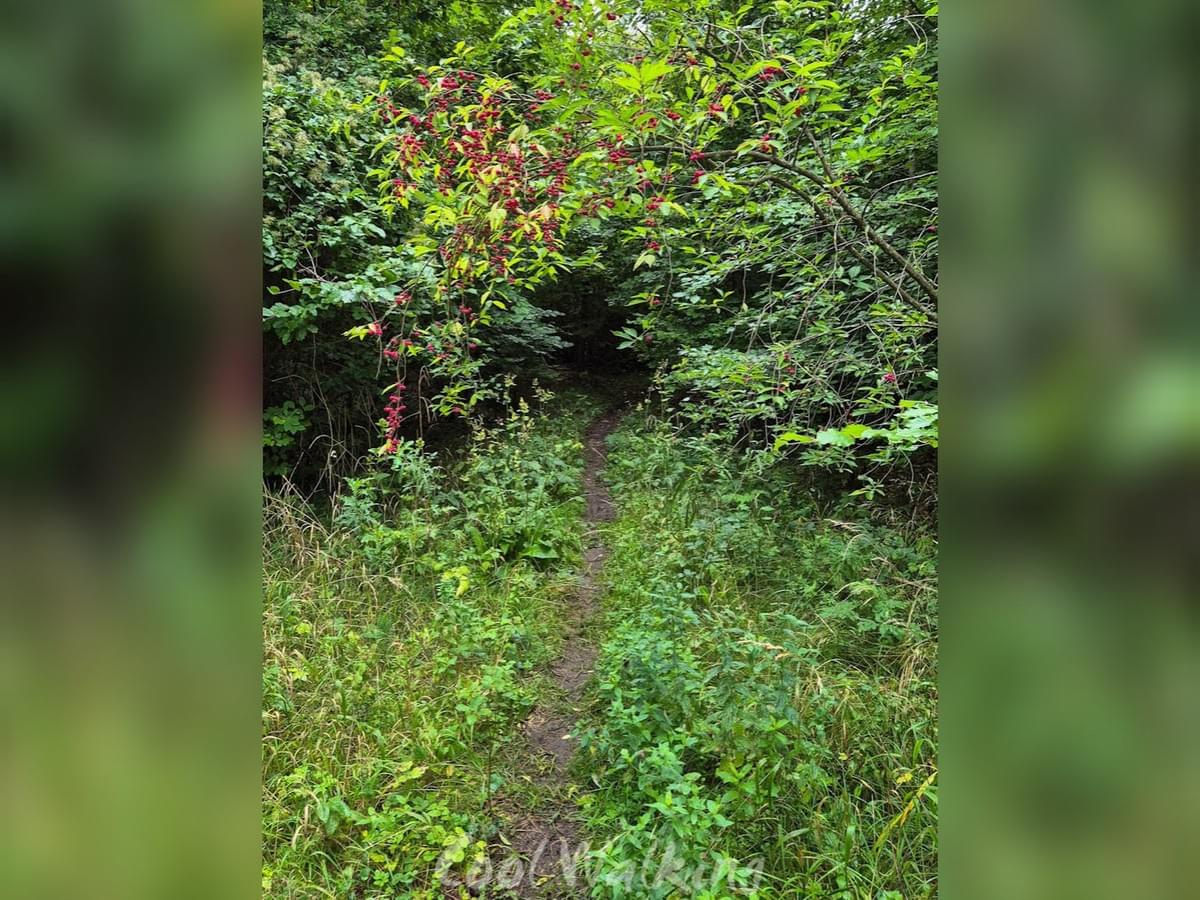 Section image