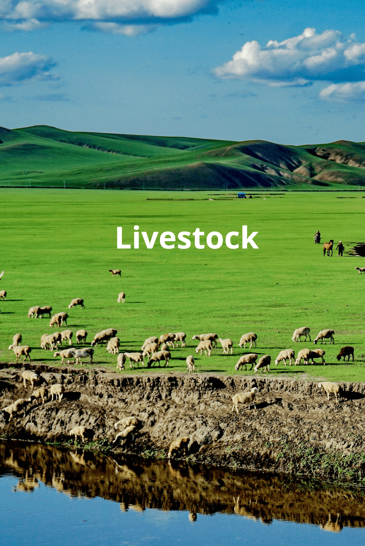 High-Throughput Genotyping services for Livestock High-Throughput Genotyping services for Livestock