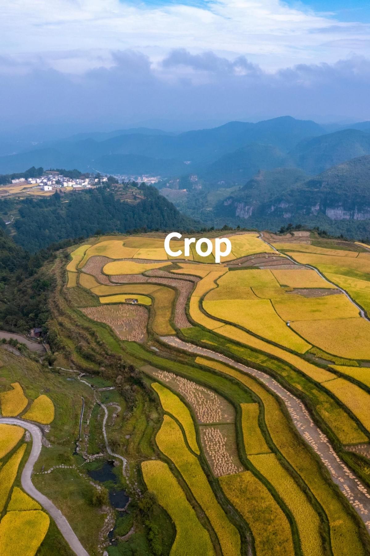 High-Throughput Genotyping services for Crops High-Throughput Genotyping services for Crops