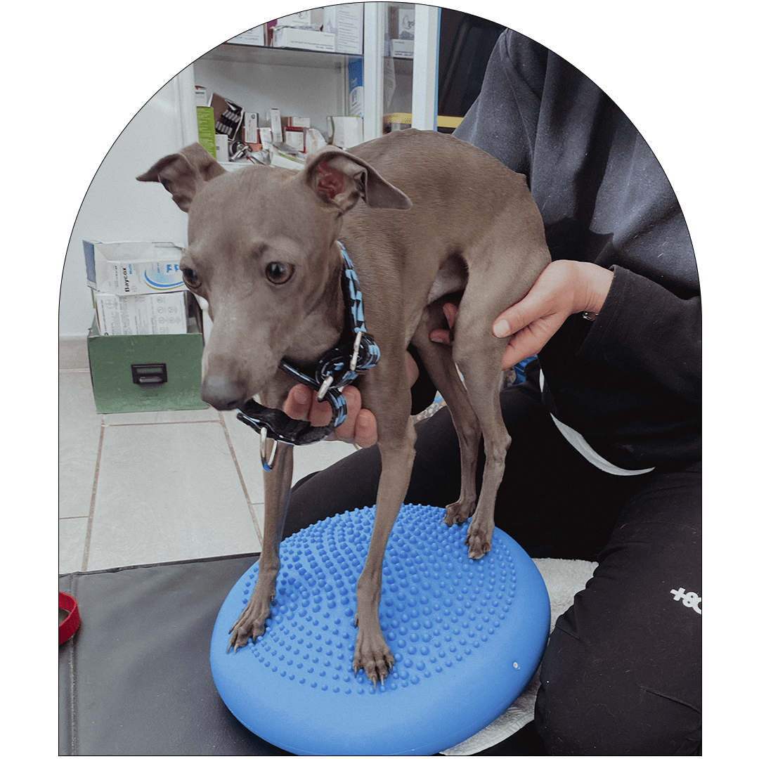 galgo mini encima de una pelota de fisioterapia galgo mini encima de una pelota de fisioterapia