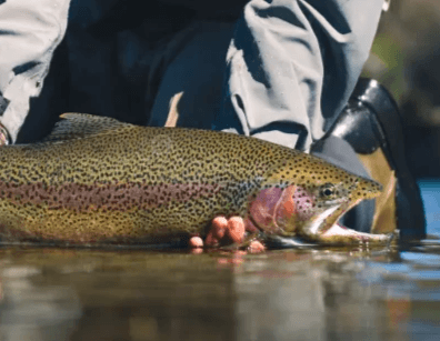 Discover the variety of fish, including trout, salmon, and other species, thriving in our carefully selected fishing locations. Target Fish Species Our Adventure Experience Adventure Tourism industry. Destination fly fishing - about the company, host, guides, and various options for destinations and information about the fish found there. Discover the variety of fish, including trout, salmon, and other species, thriving in our carefully selected fishing locations. Target Fish Species Our Adventure Experience Adventure Tourism industry. Destination fly fishing - about the company, host, guides, and various options for destinations and information about the fish found there.