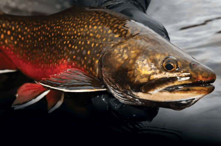 Discover the variety of fish, including trout, salmon, and other species, thriving in our carefully selected fishing locations. Target Fish Species Our Adventure Experience Adventure Tourism industry. Destination fly fishing - about the company, host, guides, and various options for destinations and information about the fish found there. Discover the variety of fish, including trout, salmon, and other species, thriving in our carefully selected fishing locations. Target Fish Species Our Adventure Experience Adventure Tourism industry. Destination fly fishing - about the company, host, guides, and various options for destinations and information about the fish found there.