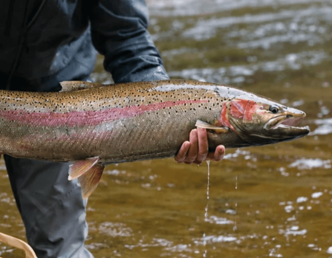 Explore remote and scenic fly fishing spots around the world, from pristine mountain streams to expansive river systems, curated for unforgettable adventures. Exclusive Destinations Our Adventure Experience Adventure Tourism industry. Destination fly fishing - about the company, host, guides, and various options for destinations and information about the fish found there. Explore remote and scenic fly fishing spots around the world, from pristine mountain streams to expansive river systems, curated for unforgettable adventures. Exclusive Destinations Our Adventure Experience Adventure Tourism industry. Destination fly fishing - about the company, host, guides, and various options for destinations and information about the fish found there.