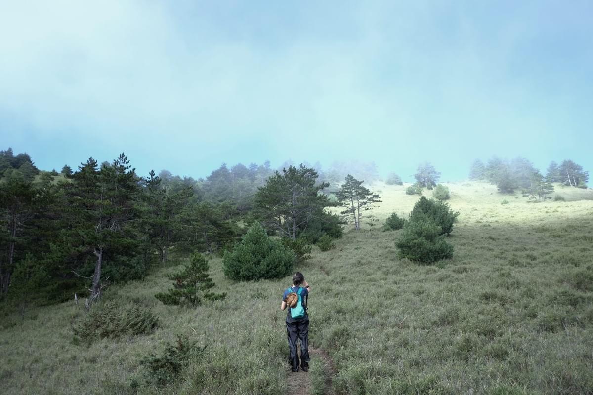 Section image