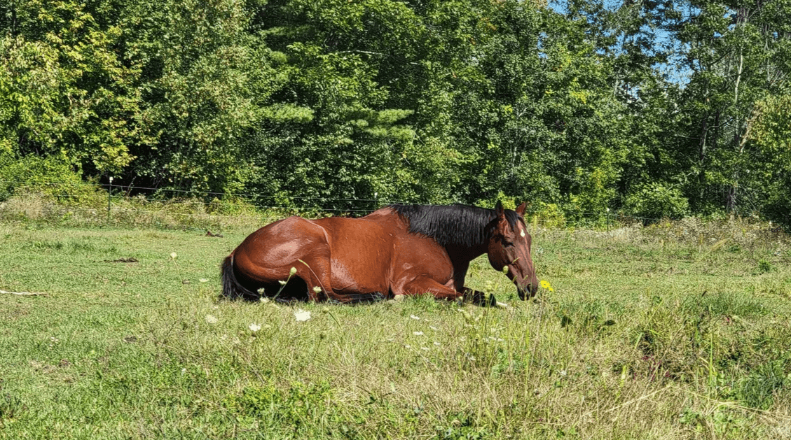 Horse enjoying turnout at Black Creek Farm in Salisbury, NH Horse enjoying turnout at Black Creek Farm in Salisbury, NH