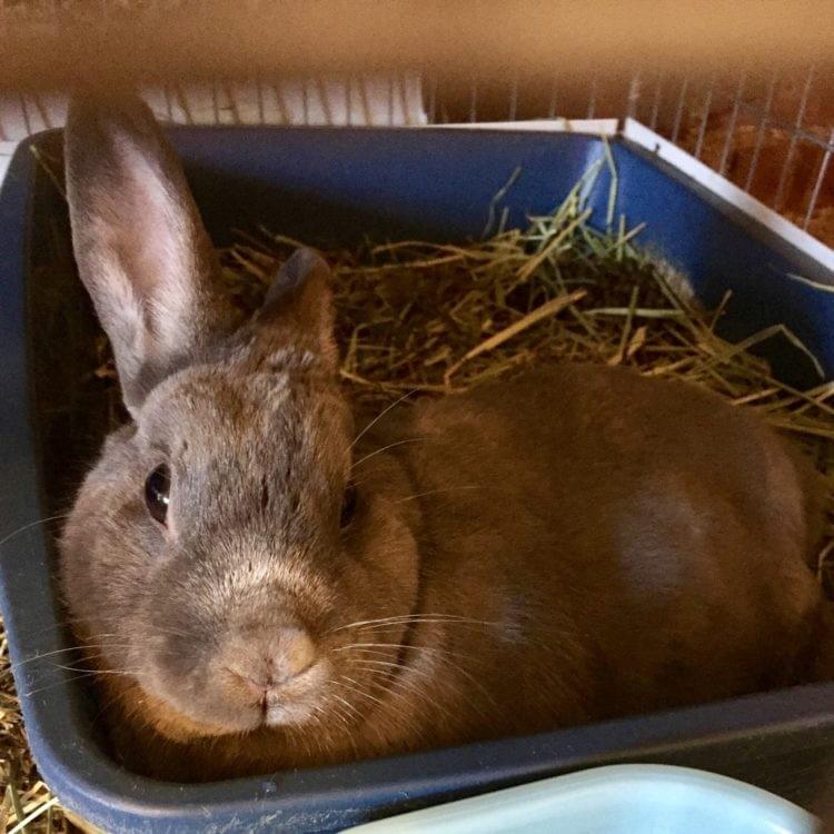 What My Rabbit's Struggle With Disability Taught Me About Living With Chronic Illness What My Rabbit's Struggle With Disability Taught Me About Living With Chronic Illness