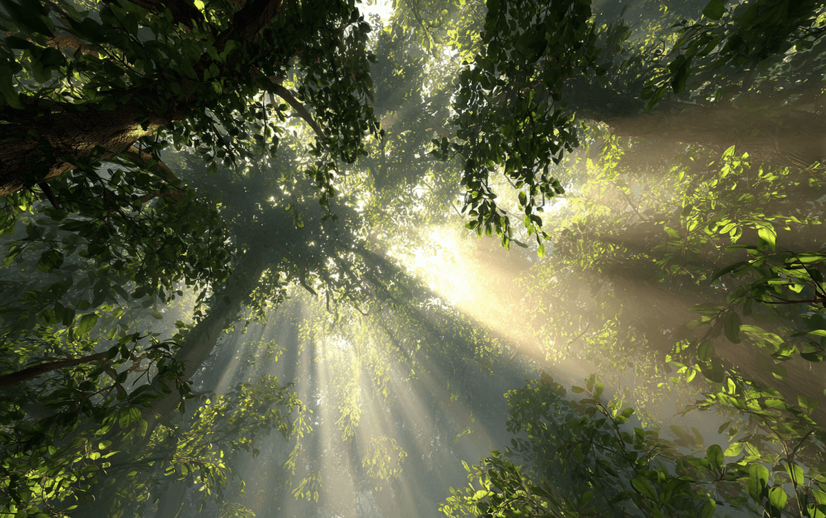 Jungle sunlight symbolizing insight and burnout education Jungle sunlight symbolizing insight and burnout education
