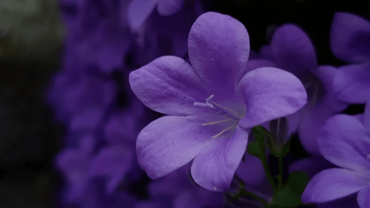 The Five-Minute Coach The Five-Minute Coach