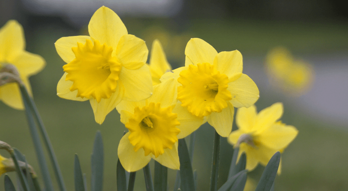 Spring coaching offer Five-Minute Coach Spring coaching offer Five-Minute Coach