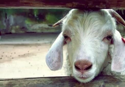 Kambing Qurban Murah Kambing Qurban Murah