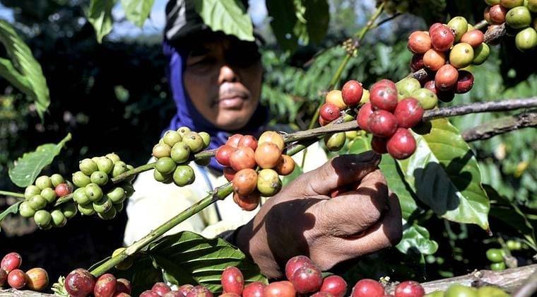 Kopi Kerinci Kopi Kerinci