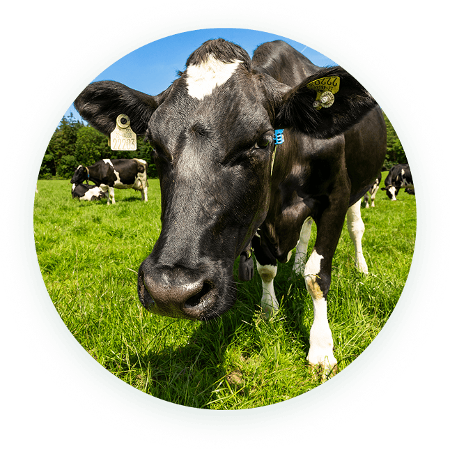 Pedigree Friesian cow grazing in a green field on the Lonergan family farm. Pedigree Friesian cow grazing in a green field on the Lonergan family farm.