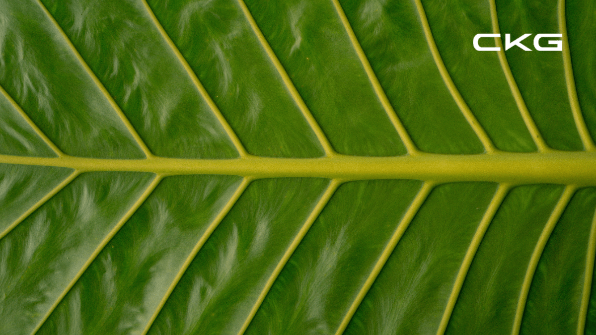 Biodegradable - biodegrade in a natural environment. Biodegradable - biodegrade in a natural environment.
