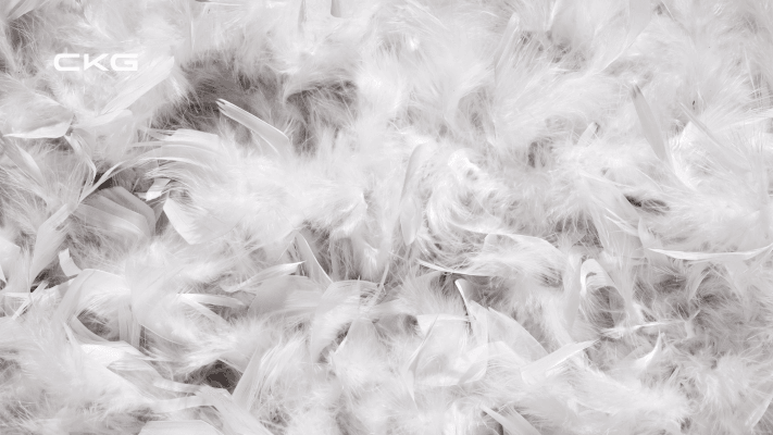 Down Feathers Down Feathers