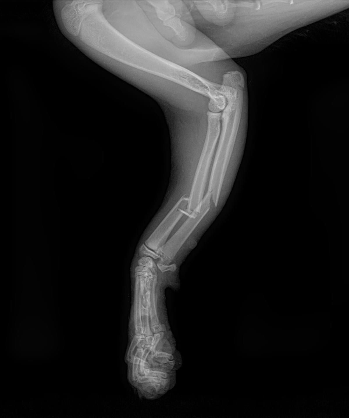 Section image