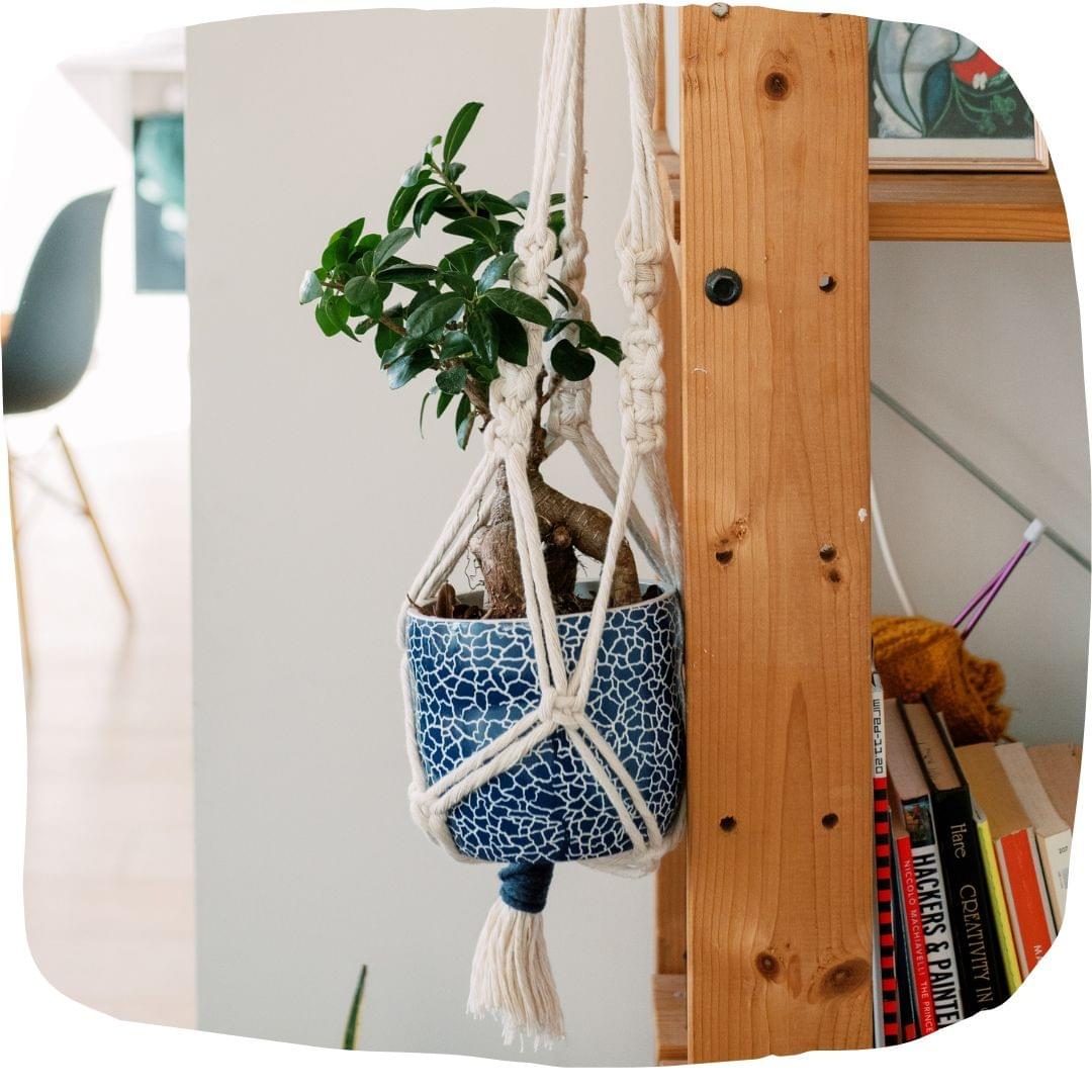 Online macrame plant hanger class Online macrame plant hanger class