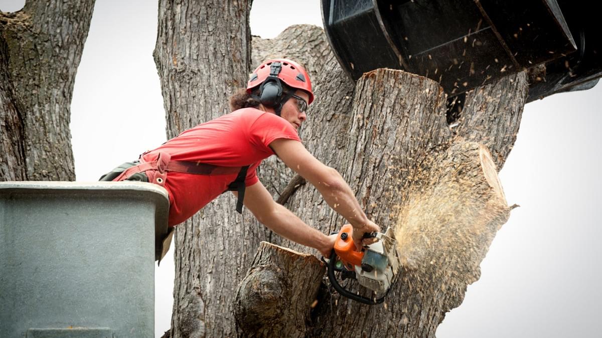 Tree Removal Tree Removal