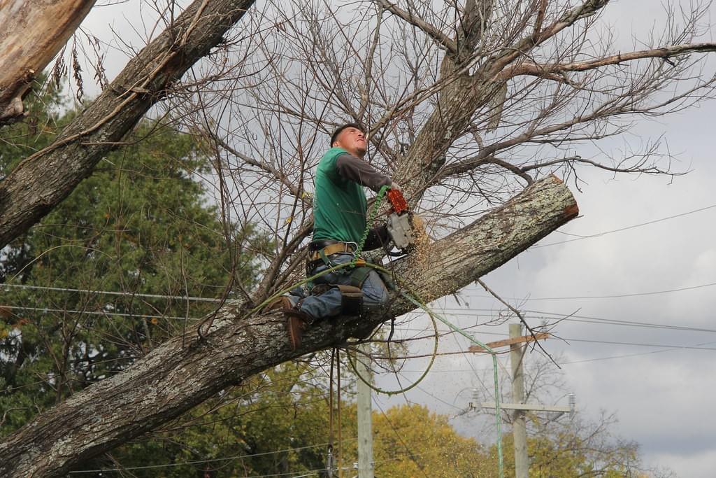 Tree Trimming Tree Trimming
