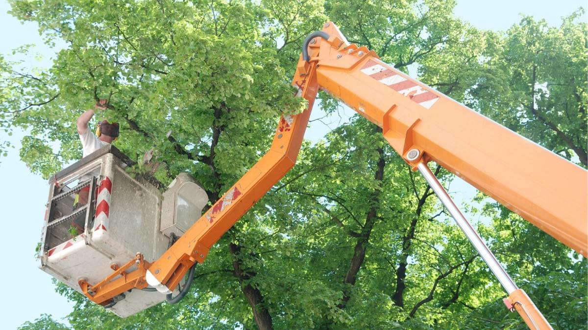 Commercial Tree Services Commercial Tree Services