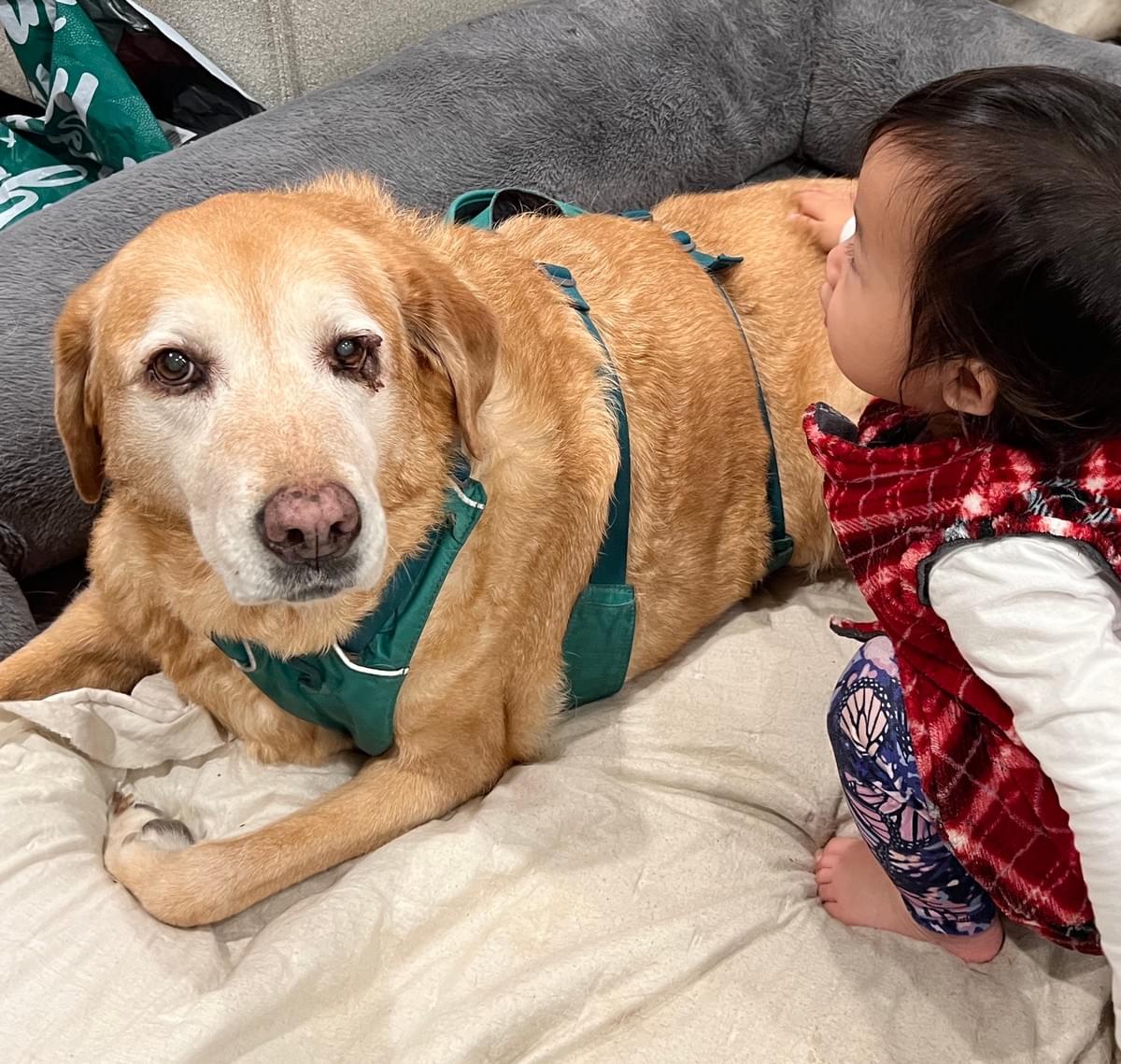 Through education and outreach, we foster deeper connections between humans and animals, benefiting both health and happiness. Strengthening the Human-Animal Bond What We Do A charity that provides community education in animal health and strength human animal bond.
A charity that raises awareness pet blood shortages Through education and outreach, we foster deeper connections between humans and animals, benefiting both health and happiness. Strengthening the Human-Animal Bond What We Do A charity that provides community education in animal health and strength human animal bond.
A charity that raises awareness pet blood shortages