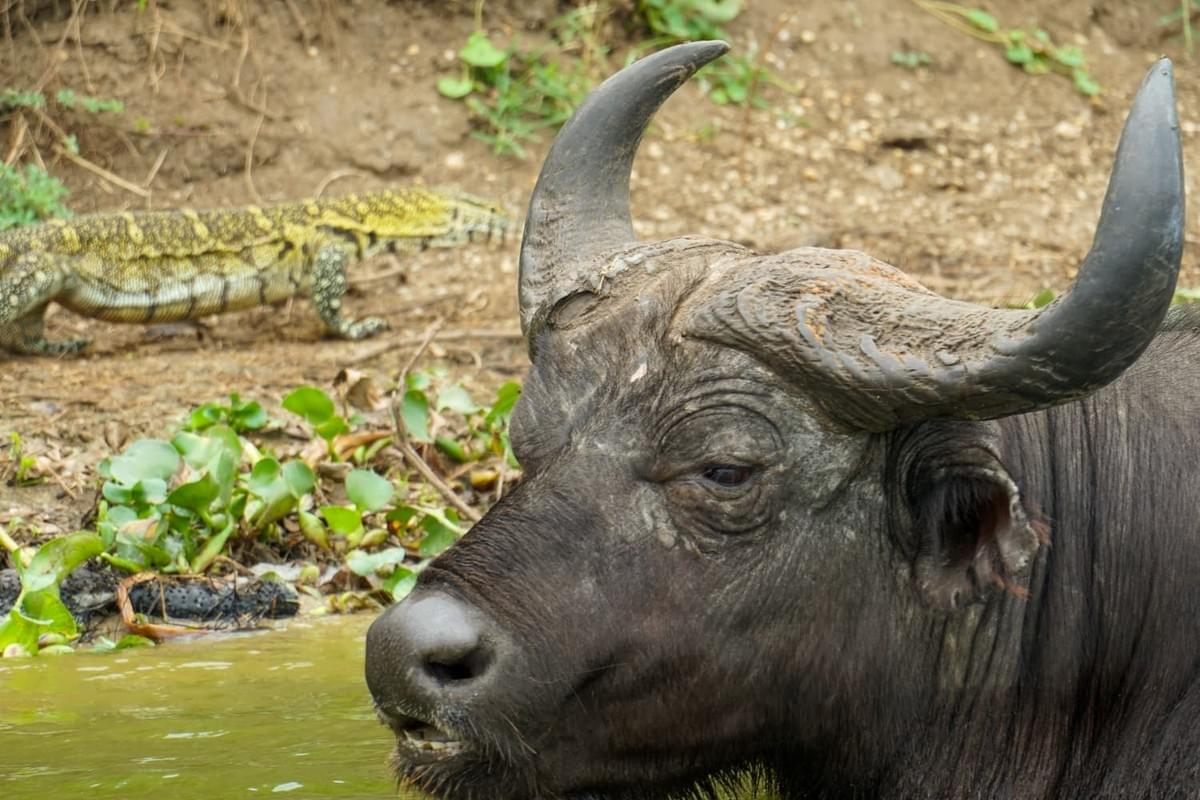 We prioritize sustainability in all our tours, ensuring minimal impact on the environment while maximizing your adventure. Eco-Friendly Adventures What We Offer At Baros Safaris Adventure Uganda, we don’t just show you places — we create moments that stay with you forever. With experienced guides, comfortable travel options, and a commitment to conservation and community, we ensure your journey through Uganda is safe, meaningful, and magical. We prioritize sustainability in all our tours, ensuring minimal impact on the environment while maximizing your adventure. Eco-Friendly Adventures What We Offer At Baros Safaris Adventure Uganda, we don’t just show you places — we create moments that stay with you forever. With experienced guides, comfortable travel options, and a commitment to conservation and community, we ensure your journey through Uganda is safe, meaningful, and magical.