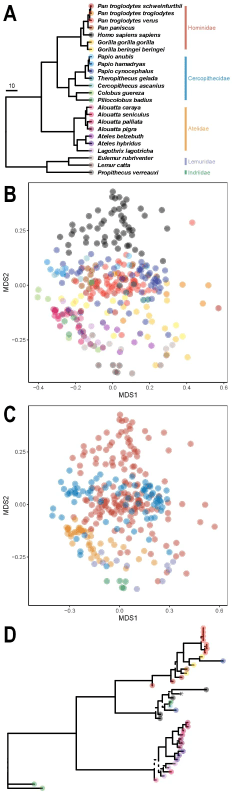 Figure 2: Wild non-human primate and human phageomes. A) A phylogeny of the wild primate taxa examined in this study. Scale in millions of years. B) An ordination of phage community composition for these species (non-metric multidimensional scaling: NMDS, Sørensen’s dissimilarity, stress=0.182), with each point representing the phage community detected in an individual; colors correspond to the primate superhost species in A. C) The same NMDS plot of phage community composition, now colored by the superhost's family, as indicated in A. D) A phage phylogeny demonstrating evidence for host-specificity (i.e., within superhost species distances were significantly lower than between superhost species distances; categorical Mantel: P=0.001). This phage phylogeny also shows evidence consistent with co-divergence between superhosts and the phage (i.e., all of the 1000 ParaFit tests after downsampling to one representative sequence per superhost taxa were significant). The * indicates the reference HHAP sequence generated in: (16). Branches supported by Shimodaira-Hasegawa-like approximate likelihood ratio test values <0.95 are dashed. Figure 2: Wild non-human primate and human phageomes. A) A phylogeny of the wild primate taxa examined in this study. Scale in millions of years. B) An ordination of phage community composition for these species (non-metric multidimensional scaling: NMDS, Sørensen’s dissimilarity, stress=0.182), with each point representing the phage community detected in an individual; colors correspond to the primate superhost species in A. C) The same NMDS plot of phage community composition, now colored by the superhost's family, as indicated in A. D) A phage phylogeny demonstrating evidence for host-specificity (i.e., within superhost species distances were significantly lower than between superhost species distances; categorical Mantel: P=0.001). This phage phylogeny also shows evidence consistent with co-divergence between superhosts and the phage (i.e., all of the 1000 ParaFit tests after downsampling to one representative sequence per superhost taxa were significant). The * indicates the reference HHAP sequence generated in: (16). Branches supported by Shimodaira-Hasegawa-like approximate likelihood ratio test values <0.95 are dashed.