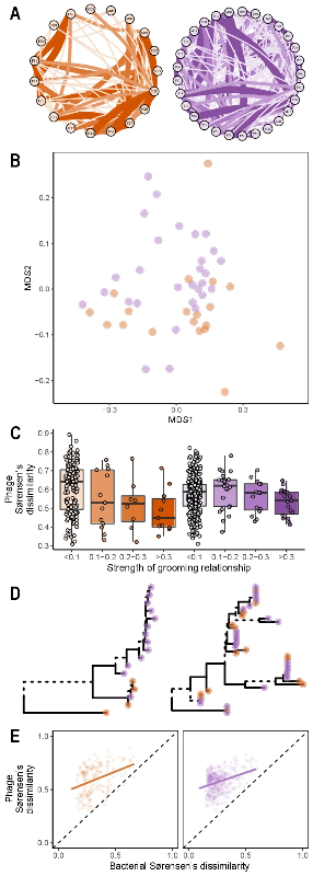Figure 3: Within-species phage ecology and evolution. A) The social networks of two neighboring social groups of baboons (orange = Mica, purple = Viola). Circles represent individuals (individual ID shown within circle) and thickness and color of lines indicate the strength of the grooming relationships between individuals. B) An ordination of phage community composition (NMDS, Sørensen’s dissimilarity, stress=0.153), with each point representing the phage community from a fecal sample (colors correspond to groups as shown in A). C) Box plots showing the relationship between pairwise grooming bond strength and pairwise Sørensen’s dissimilarity in phage community composition in the social groups. Raw data are plotted to aid in interpretation. D) Baboon phage phylogenies; the left is an example where pairwise distance between phages from group members is lower than between non-group members (categorical Mantel: P=0.001). On the right, an example where there is no difference between the pairwise distances of phages from groupmates and non-groupmates (categorical Mantel: P=0.456). Branches supported by Shimodaira-Hasegawa-like approximate likelihood ratio test values <0.95 are dashed. E) The relationship between phageome community composition and bacterial community composition in these social groups. The dashed lines show the line of equality and the solid colored line represents the fit of a linear model to aid in interpretation of the relationship; significance was assessed with Mantel tests, not these linear models (Mica's group: Z=33.15, P=0.003; Viola’s group, Z=62.86, P=0.001). Figure 3: Within-species phage ecology and evolution. A) The social networks of two neighboring social groups of baboons (orange = Mica, purple = Viola). Circles represent individuals (individual ID shown within circle) and thickness and color of lines indicate the strength of the grooming relationships between individuals. B) An ordination of phage community composition (NMDS, Sørensen’s dissimilarity, stress=0.153), with each point representing the phage community from a fecal sample (colors correspond to groups as shown in A). C) Box plots showing the relationship between pairwise grooming bond strength and pairwise Sørensen’s dissimilarity in phage community composition in the social groups. Raw data are plotted to aid in interpretation. D) Baboon phage phylogenies; the left is an example where pairwise distance between phages from group members is lower than between non-group members (categorical Mantel: P=0.001). On the right, an example where there is no difference between the pairwise distances of phages from groupmates and non-groupmates (categorical Mantel: P=0.456). Branches supported by Shimodaira-Hasegawa-like approximate likelihood ratio test values <0.95 are dashed. E) The relationship between phageome community composition and bacterial community composition in these social groups. The dashed lines show the line of equality and the solid colored line represents the fit of a linear model to aid in interpretation of the relationship; significance was assessed with Mantel tests, not these linear models (Mica's group: Z=33.15, P=0.003; Viola’s group, Z=62.86, P=0.001).