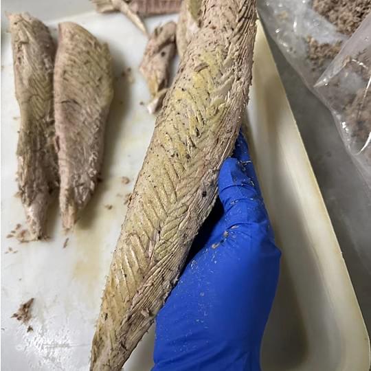 We supply high-quality frozen cooked tuna fillets that are perfect for various culinary applications, ensuring freshness and flavor in every bite. Frozen Cooked Tuna Fillets What We Do 我们是金枪鱼冻煮鱼柳供应商同时给客户提供金枪鱼罐头代加工服务 We supply high-quality frozen cooked tuna fillets that are perfect for various culinary applications, ensuring freshness and flavor in every bite. Frozen Cooked Tuna Fillets What We Do 我们是金枪鱼冻煮鱼柳供应商同时给客户提供金枪鱼罐头代加工服务
