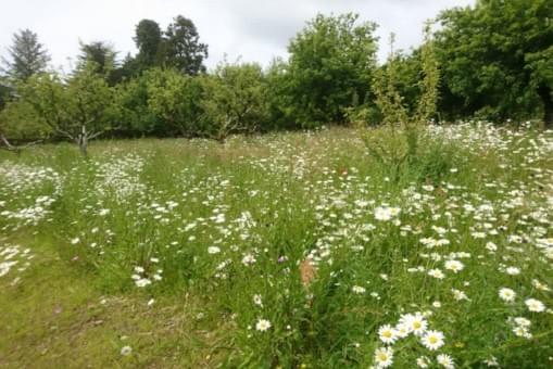 Wildflower meadow, New Ross, Co. Wexford - Natural Landscapers Wildflower meadow, New Ross, Co. Wexford - Natural Landscapers