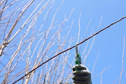 Tree pruning - Natural Landscapers Tree pruning - Natural Landscapers
