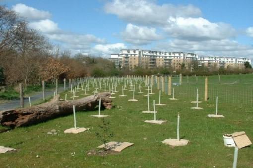 New woodland planting - Natural Landscapers New woodland planting - Natural Landscapers