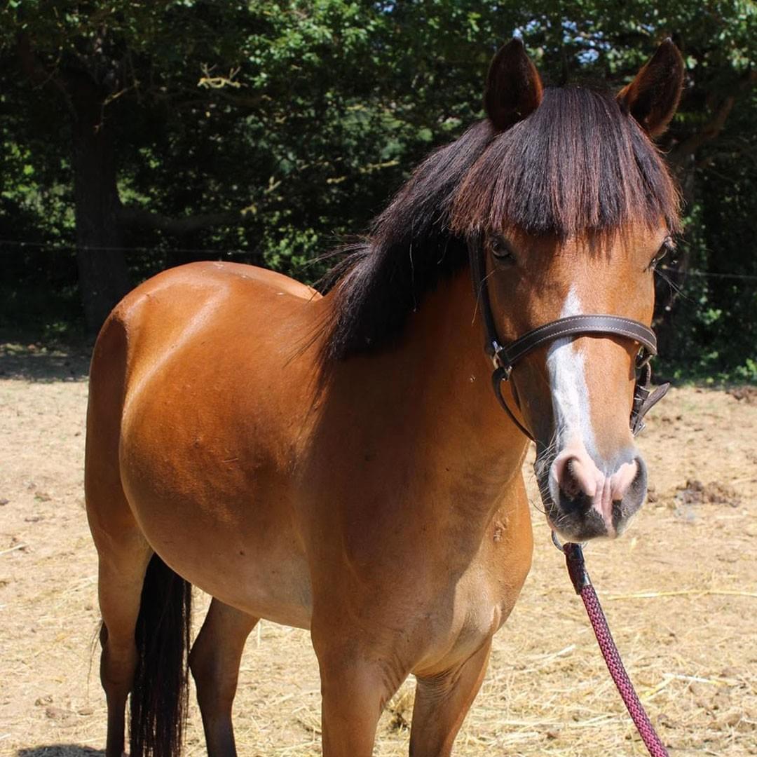 Les Adorables Poneys de la Seillonne : Compagnons de Jeu et d'Apprentissage Les Adorables Poneys de la Seillonne : Compagnons de Jeu et d'Apprentissage