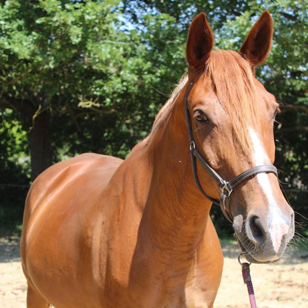Les Chevaux Majestueux de La Seillonne : Alliés de Vos Plus Belles Expériences Équestres Les Chevaux Majestueux de La Seillonne : Alliés de Vos Plus Belles Expériences Équestres