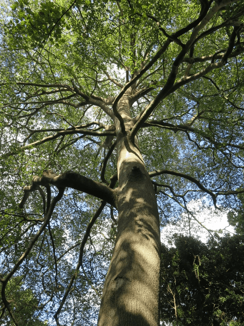 Section image