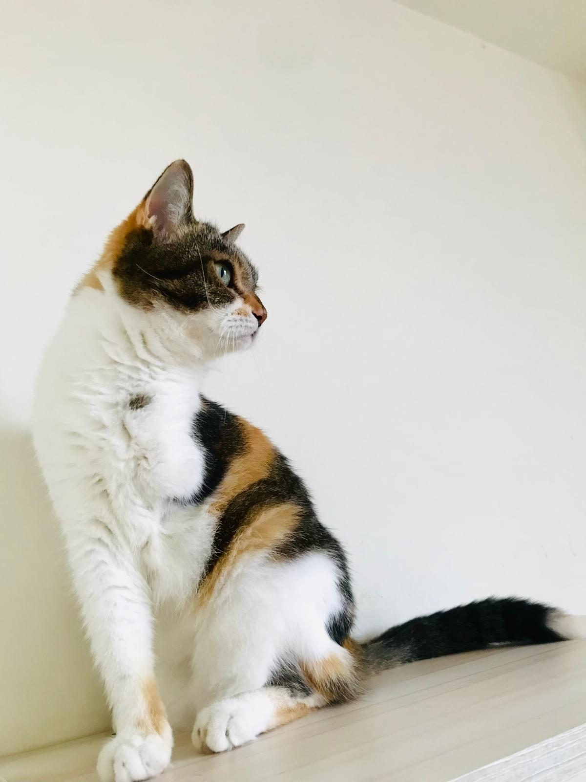 三腳貓生 三腳貓生