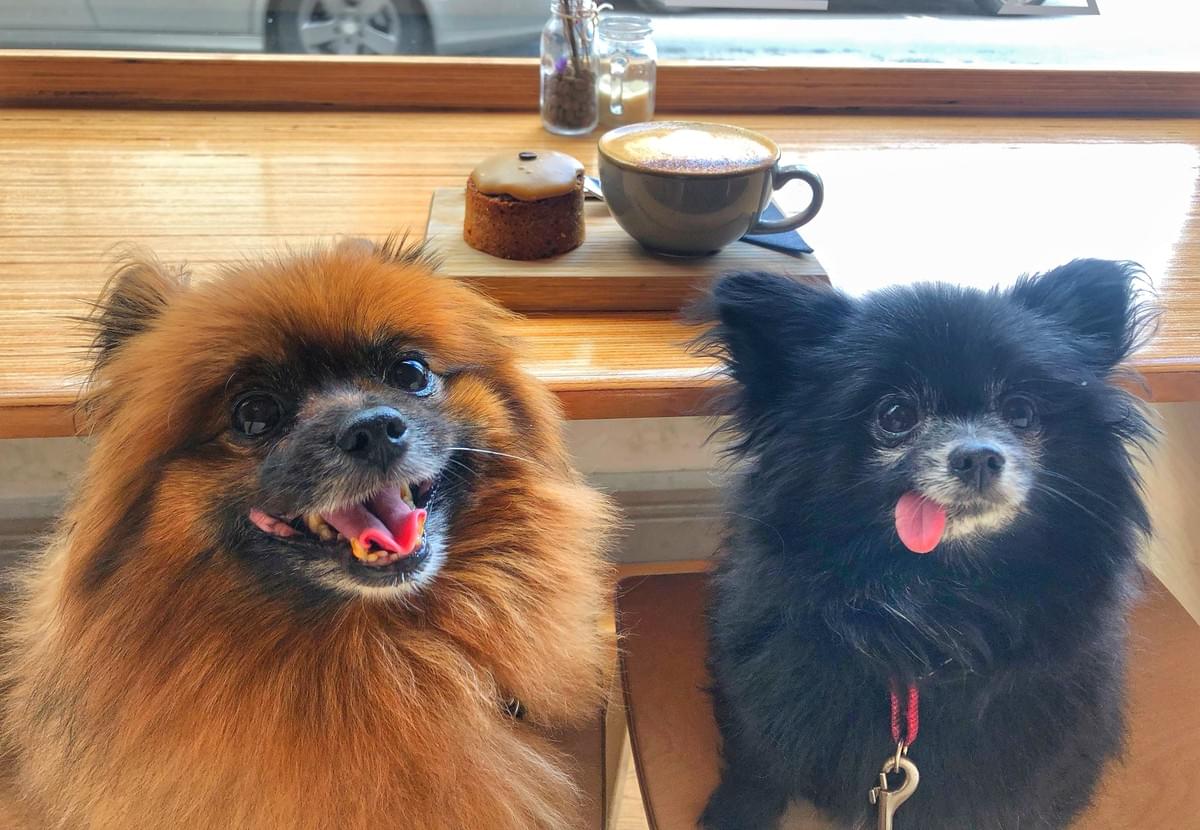 Small Dogs Small Dogs