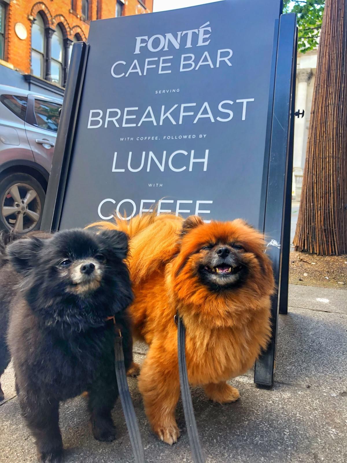 Dog Friendly Cafe Dublin Dog Friendly Cafe Dublin