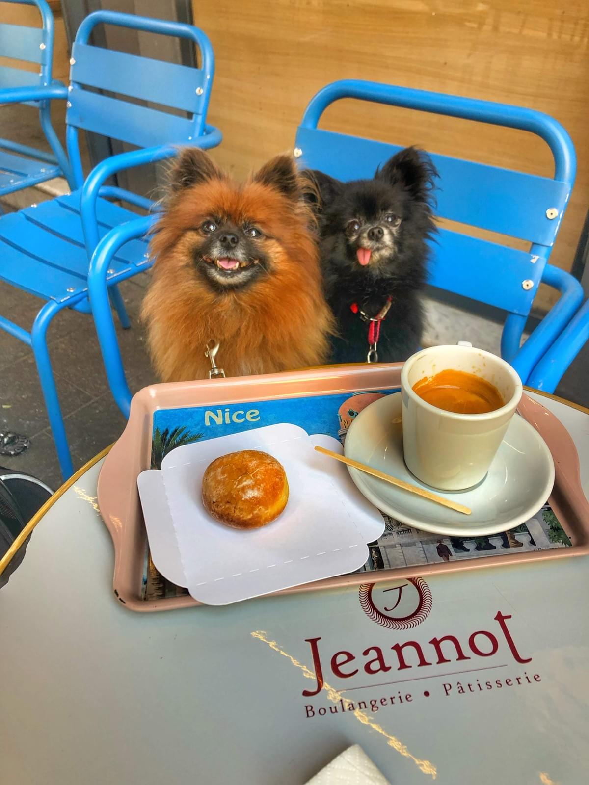 Small Pomeranian dogs in a cafe Small Pomeranian dogs in a cafe