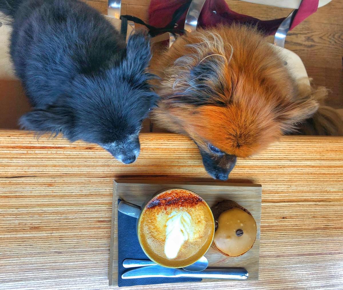 Dogs and treats Dogs and treats